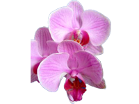 Orchidee 1