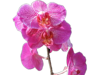Orchidee 1