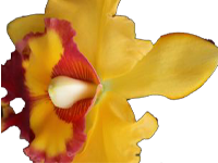 Orchidee 1
