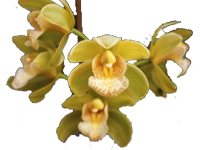 Orchidee 1